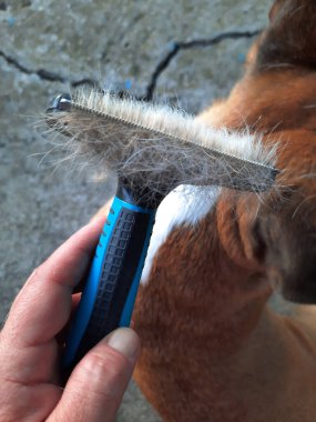 Köpeğin içinde mevsimlik deri. Fransız Bulldog 'undan tüy ayıklama. Hayvanlara bakmak. Yakın plan.