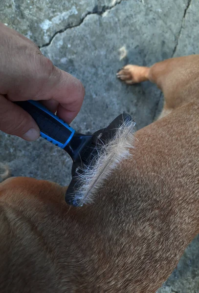 Molt Sazonal Cão Remoção Cabelo Bulldog Francês Cuidar Dos Animais — Fotografia de Stock
