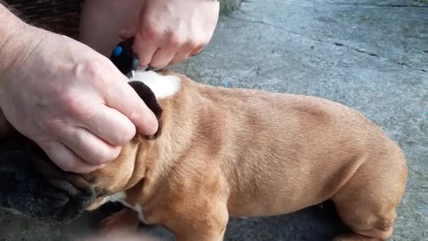 Saisonale Häutung Bei Einem Hund Haarentfernung Von Der Französischen Bulldogge — Stockvideo