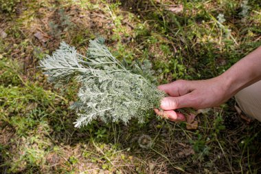 Dişi eller pelin yapraklarıyla dalları tutuyor. Artemisia Absinthium, Absinthe Wormwood doğal hijyen ürünüdür..