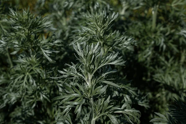 Φύλλα Wormwood Σκούρο Φόντο Όμορφο Πράσινο Αψιθιά Για Φόντο Κομψό — Φωτογραφία Αρχείου