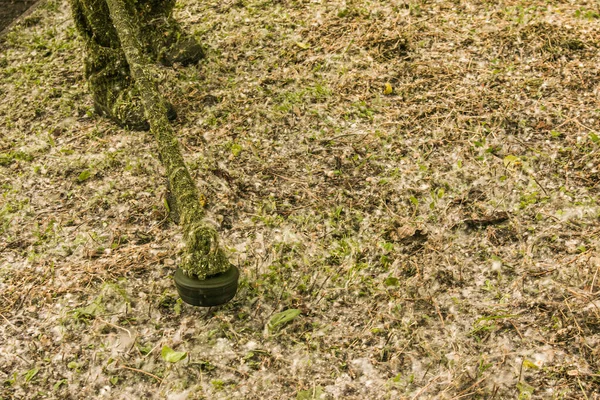 Trabajo Verano Parque Jardinero Está Cortando Hierba Hombre Utiliza Cortador — Foto de Stock