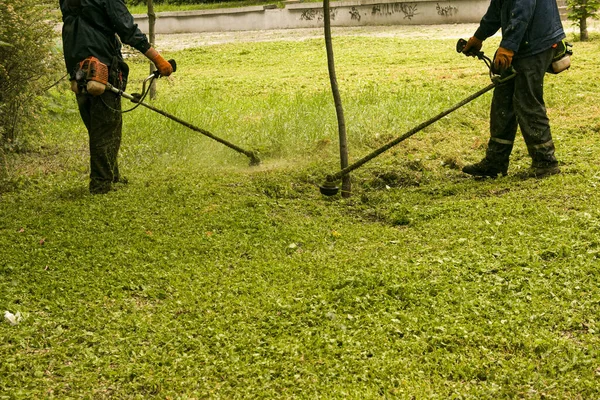 Parkta Yaz Çalışması Bahçıvan Çimleri Kesiyor Bir Adam Koruma Olmadan — Stok fotoğraf