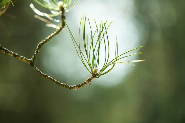 Makró Gyönyörű Hosszú Zöld Tűk Közös Fenyő Természetes Növényzet Eredeti — Stock Fotó