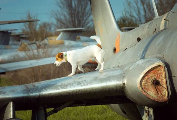 White thoroughbred Jack Russell Terrier on the wing of a strin airplane from the times of the USSR. The dog walks on the wing of the air car.