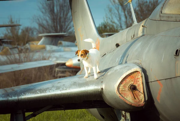 White Pura Sangre Jack Russell Terrier Ala Avión Cuerda Los —  Fotos de Stock