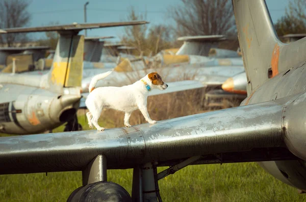 White Pura Sangre Jack Russell Terrier Ala Avión Cuerda Los — Foto de Stock