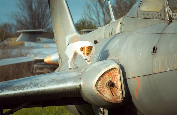 White Pura Sangre Jack Russell Terrier Ala Avión Cuerda Los — Foto de Stock