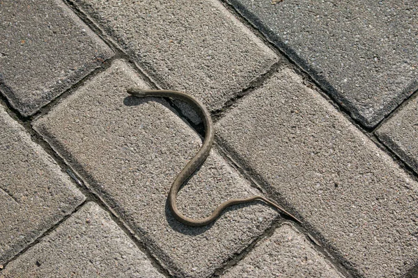 Cobra Está Aquecendo Asfalto Aterro Cidade Víbora Uma Serpente Venenosa — Fotografia de Stock