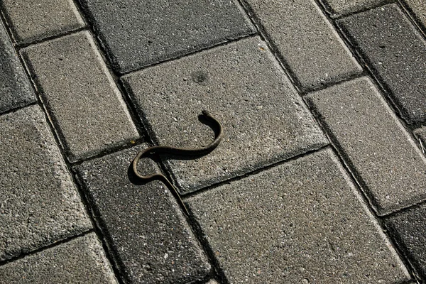 Wąż Pławi Się Asfalcie Nabrzeżu Miasta Żmija Jest Jadowitym Wężem — Zdjęcie stockowe