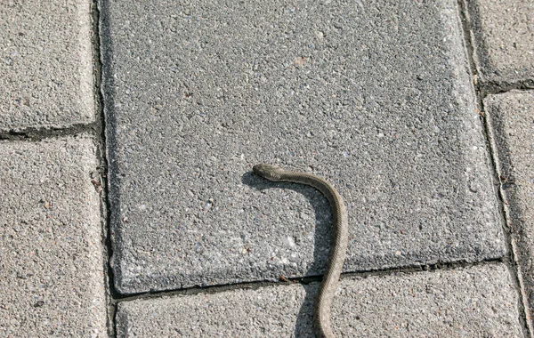 Cobra Está Aquecendo Asfalto Aterro Cidade Víbora Uma Serpente Venenosa — Fotografia de Stock