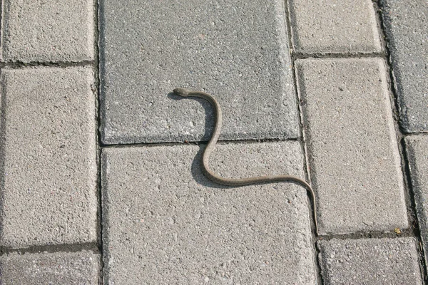 Wąż Pławi Się Asfalcie Nabrzeżu Miasta Żmija Jest Jadowitym Wężem — Zdjęcie stockowe