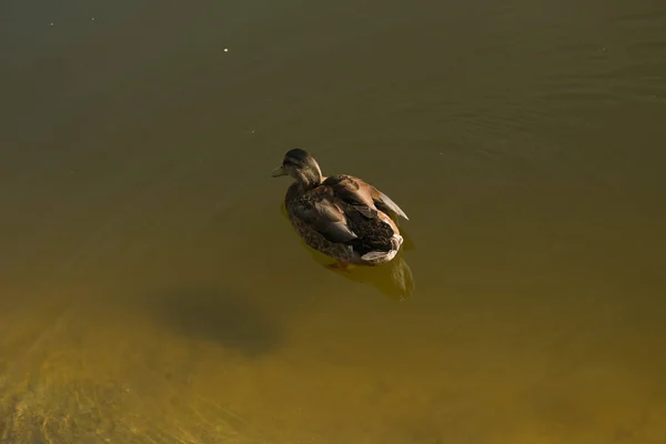 Μια Όμορφη Πάπια Κολυμπάει Στη Λίμνη Πόδια Του Πουλιού Είναι — Φωτογραφία Αρχείου