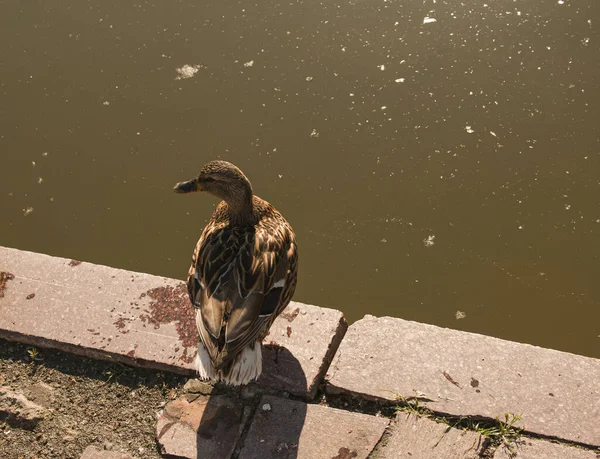 Egy Gyönyörű Kacsa Aszfalton Parkban Közel Tóhoz Kora Reggel Madár — Stock Fotó