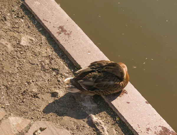 Belo Pato Dorme Parque Perto Lagoa Início Manhã Pássaro Escondeu — Fotografia de Stock