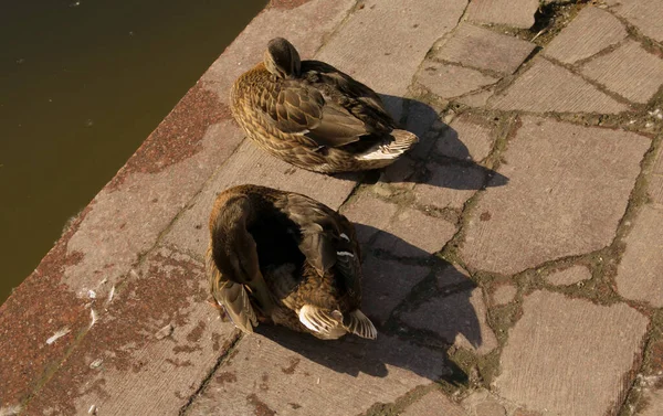 Belo Pato Dorme Parque Perto Lagoa Início Manhã Pássaro Escondeu — Fotografia de Stock