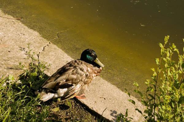 公园里池塘边的柏油路上一只漂亮的鸭子 那只鸟刚刚醒来 一动不动地坐着 — 图库照片