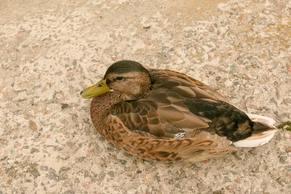 Egy Gyönyörű Kacsa Aszfalton Parkban Közel Tóhoz Kora Reggel Madár — Stock Fotó