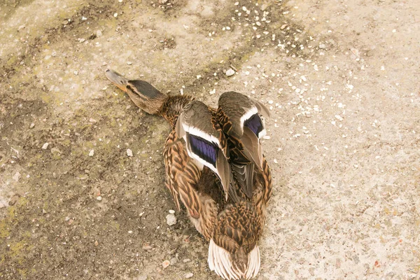 Anatra Disturbata Fischia Esprime Aggressività Anatra Sbatte Ali Tende Collo — Foto Stock