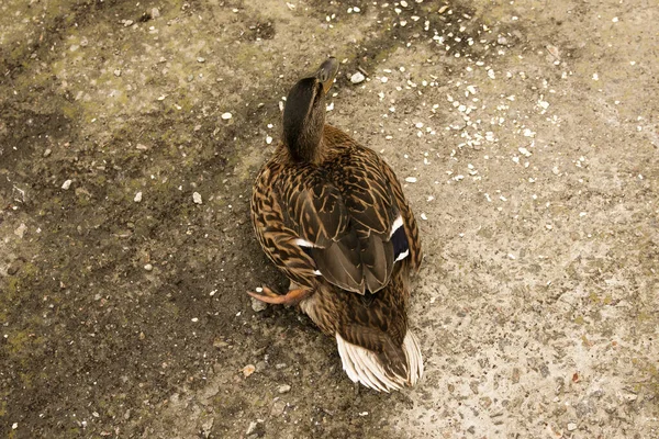 Pato Perturbado Assobios Expressa Agressão Pato Bate Asas Estica Pescoço — Fotografia de Stock