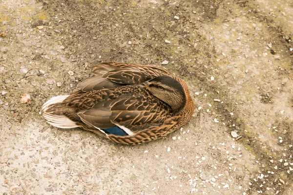 Una Bella Anatra Dorme Nel Parco Vicino Allo Stagno Mattina — Foto Stock