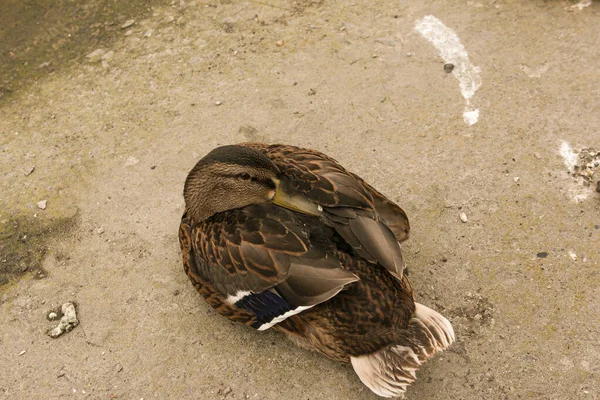 Belo Pato Dorme Parque Perto Lagoa Início Manhã Pássaro Escondeu — Fotografia de Stock