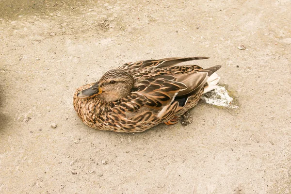 Vacker Anka Asfalten Parken Nära Dammen Tidigt Morgonen Fågeln Har — Stockfoto