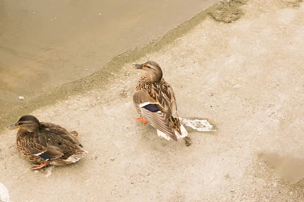 Belo Pato Asfalto Parque Perto Lagoa Início Manhã Pássaro Acaba — Fotografia de Stock