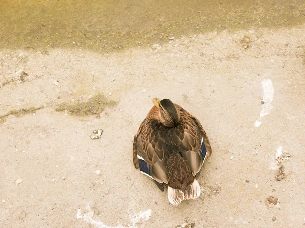 Egy Gyönyörű Kacsa Aszfalton Parkban Közel Tóhoz Kora Reggel Madár — Stock Fotó