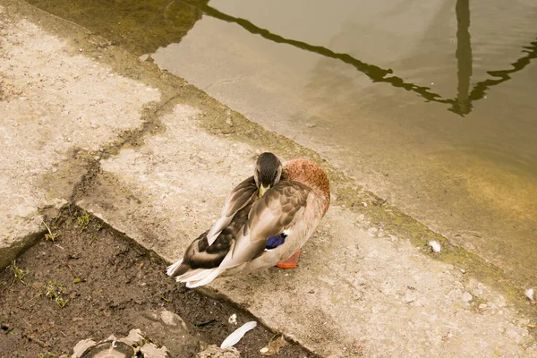 Belo Pato Dorme Parque Perto Lagoa Início Manhã Pássaro Escondeu — Fotografia de Stock