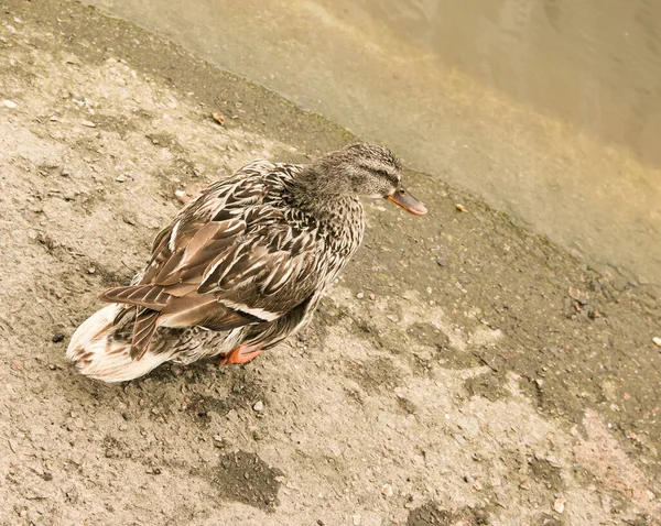 Belo Pato Asfalto Parque Perto Lagoa Início Manhã Pássaro Acaba — Fotografia de Stock