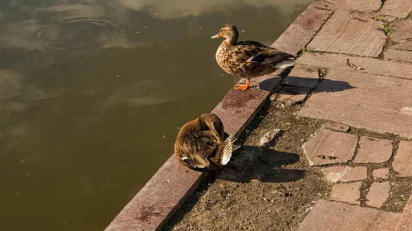 Belo Pato Asfalto Parque Perto Lagoa Início Manhã Pássaro Acaba — Fotografia de Stock