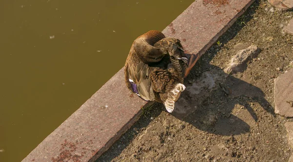 Güzel Bir Ördek Sabahın Erken Saatlerinde Göletin Yanındaki Parkta Uyur — Stok fotoğraf