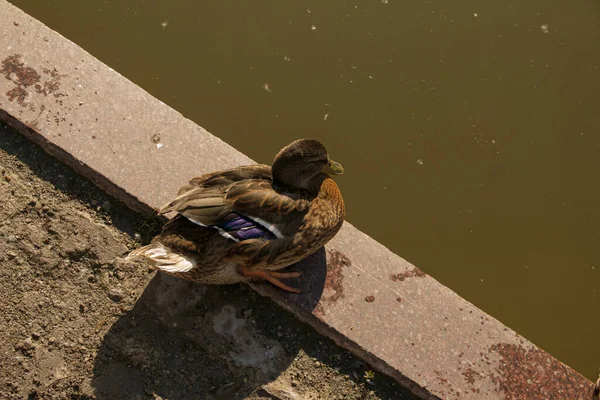 Egy Gyönyörű Kacsa Aszfalton Parkban Közel Tóhoz Kora Reggel Madár — Stock Fotó