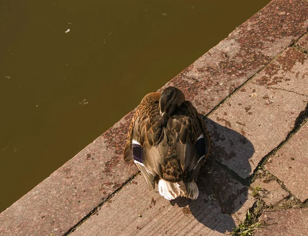 Una Bella Anatra Dorme Nel Parco Vicino Allo Stagno Mattina — Foto Stock