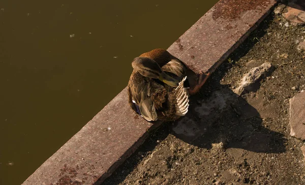 Una Bella Anatra Dorme Nel Parco Vicino Allo Stagno Mattina — Foto Stock