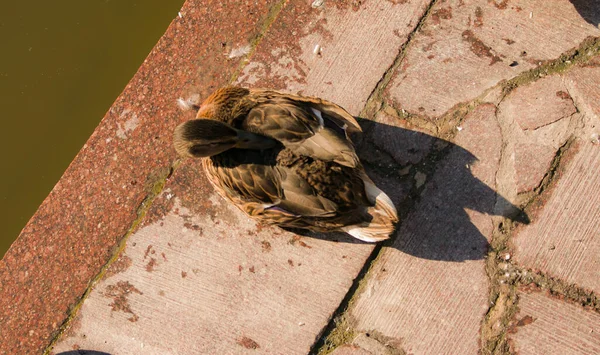 Una Bella Anatra Dorme Nel Parco Vicino Allo Stagno Mattina — Foto Stock