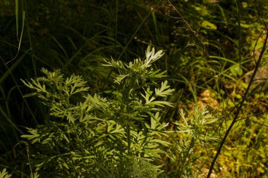 Koyu arkaplanda Wormwood yaprakları, arka planda güzel yeşil pelin otu, zarif bir tarla bitkisi. Artemisia Absinthium, Absinthe Wormwood yakın çekim