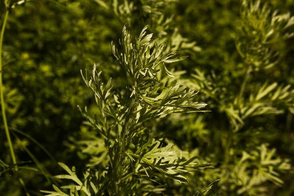 Foglie Assenzio Sfondo Scuro Bellissimo Assenzio Verde Sfondo Elegante Pianta — Foto Stock