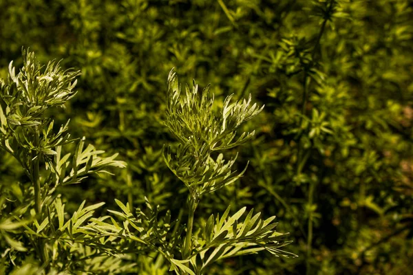 Liście Piołuna Ciemnym Tle Piękny Zielony Piołun Tle Elegancka Roślina — Zdjęcie stockowe
