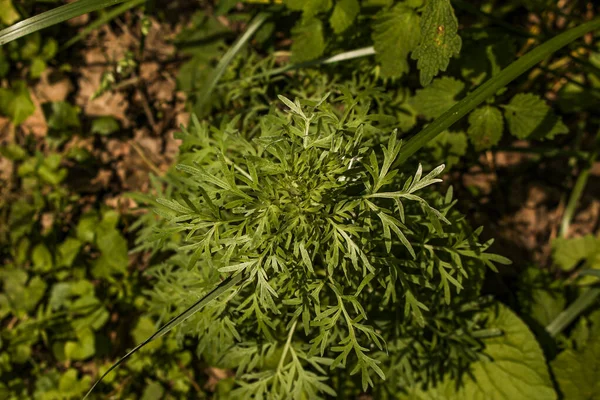 Foglie Assenzio Sfondo Scuro Bellissimo Assenzio Verde Sfondo Elegante Pianta — Foto Stock