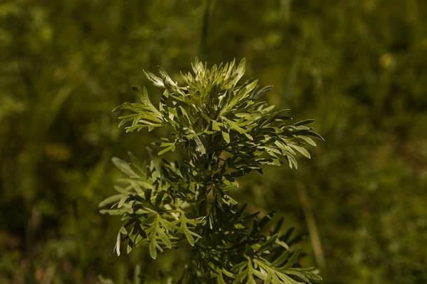 Foglie Assenzio Sfondo Scuro Bellissimo Assenzio Verde Sfondo Elegante Pianta — Foto Stock