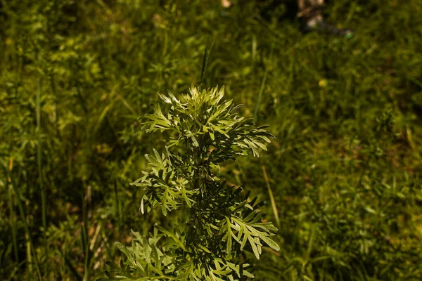 Foglie Assenzio Sfondo Scuro Bellissimo Assenzio Verde Sfondo Elegante Pianta — Foto Stock