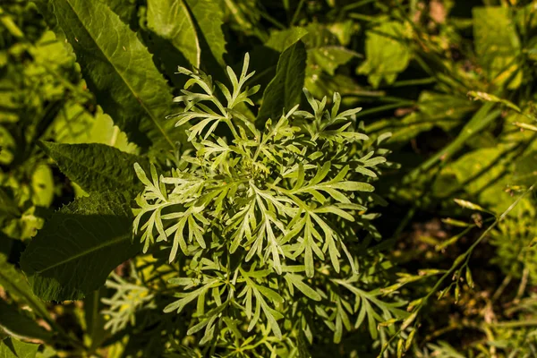 Φύλλα Wormwood Σκούρο Φόντο Όμορφο Πράσινο Αψιθιά Για Φόντο Κομψό — Φωτογραφία Αρχείου
