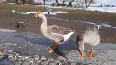 Geese walk along the paved paths. Birds peck at food that people throw.