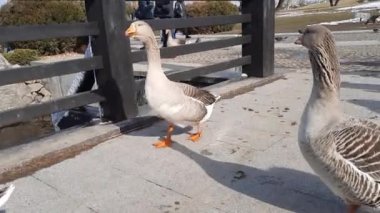 Geese walk along the paved paths. Birds peck at food that people throw.
