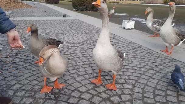 Geese Walk Paved Paths Birds Peck Food People Throw — Αρχείο Βίντεο