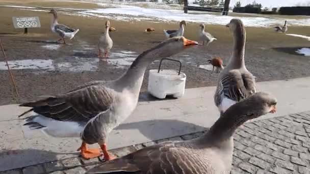 Geese Walk Paved Paths Birds Peck Food People Throw — Stock videók