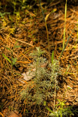 Leaves of wormwood tauricum on a dark background, beautiful green wormwood for the background. A folk remedy for hygiene. Artemisia taurica Willd, absinthe wormwood close up