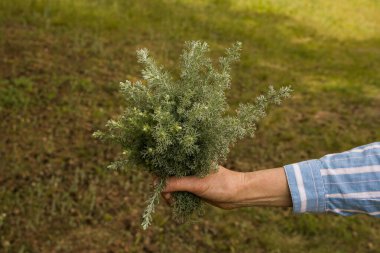 Female hands hold on to branches with leaves of Tauric wormwood. Artemisia taurica Willd, absinthe wormwood is a natural hygiene product.
